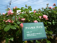 P1180593.JPG