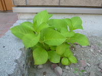 P1180653.JPG