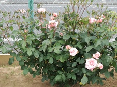 IMG_20170509_122325.jpg