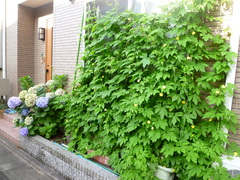 P1050588.JPG
