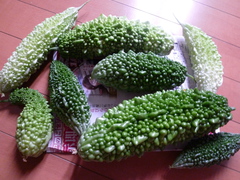 P1050876.JPG